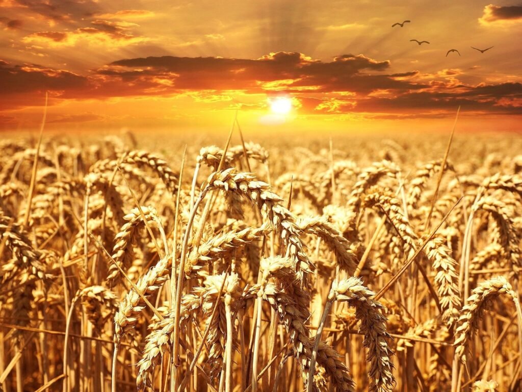 Wheat 640960