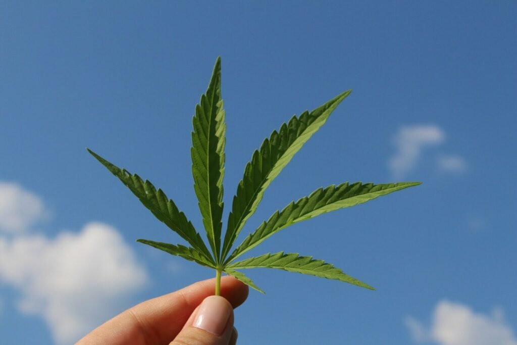 Hemp leaf 3661209 1920 1536x1024